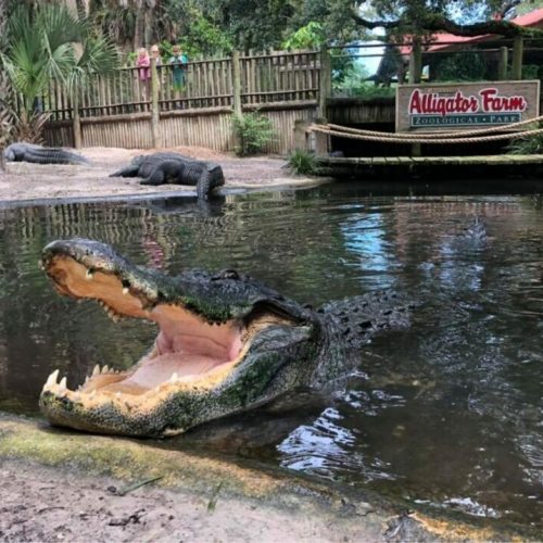 St. Augustine Alligator Farm Zoological Park